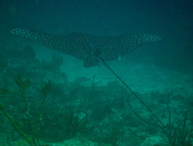 Spotted eagle ray in St. Thomas, USVI