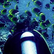 Me and my fishy friends in Maui May 2010