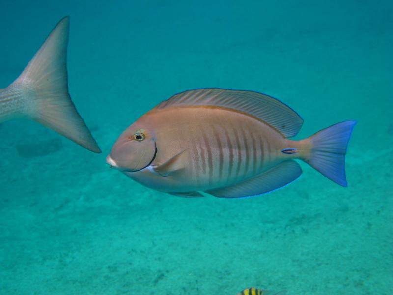 cozumel