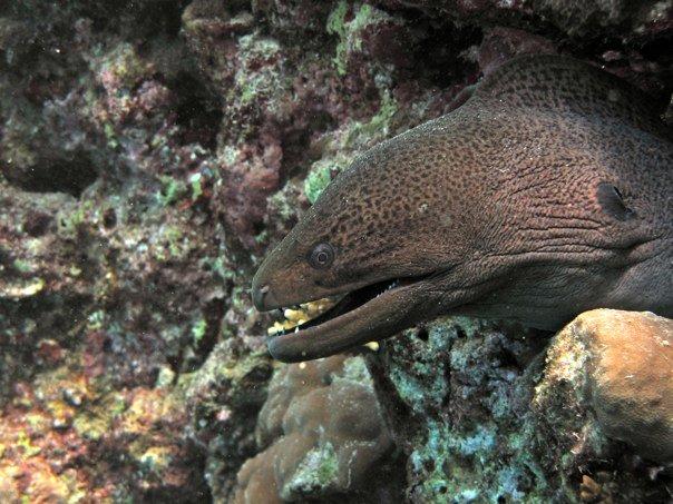 Moray eel 