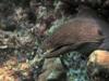 Moray eel 