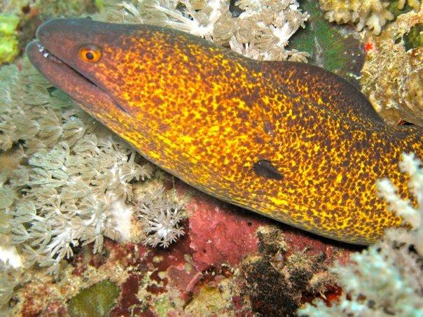 Moray eel 