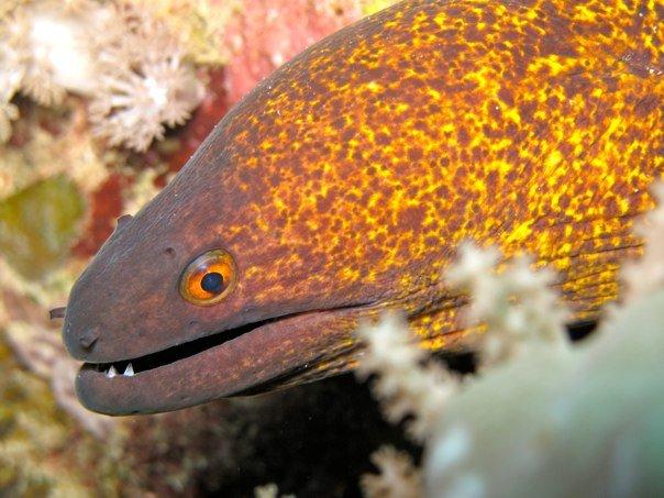 Moray eel 