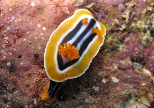 Nudibranch