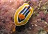 Nudibranch