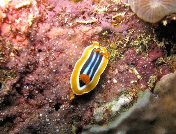 Nudibranch