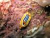 Nudibranch