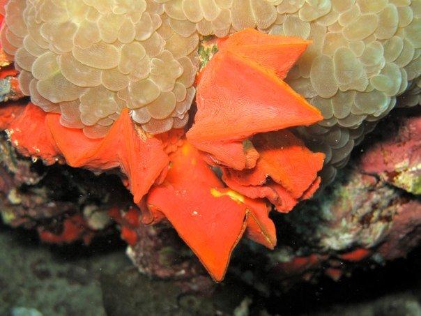 brin coral 