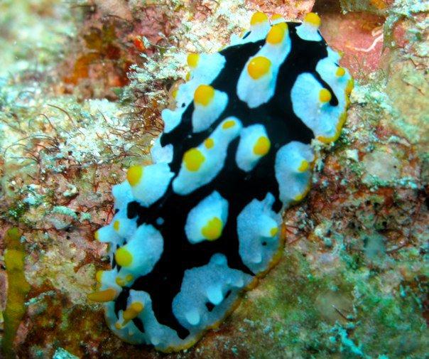 nudibranch