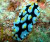 nudibranch