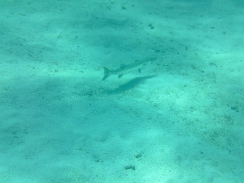 barracuda