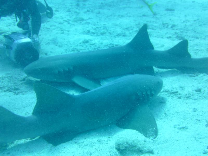 Shark feeding in Key Largo