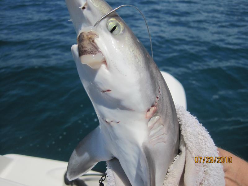 Shark bite by Shark! 2010 Cape Canaveral Florida