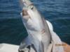 Shark bite by Shark! 2010 Cape Canaveral Florida