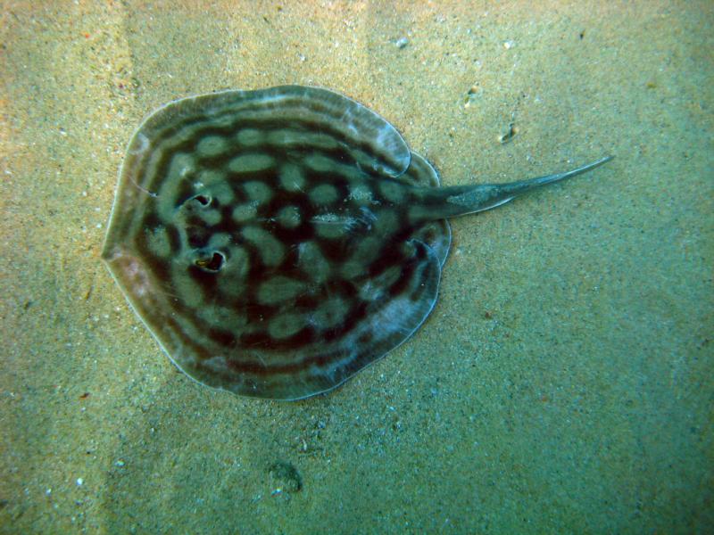 Bullseye Stingray, Cabo San Lucas (Sandy Falls)