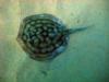 Bullseye Stingray, Cabo San Lucas (Sandy Falls)