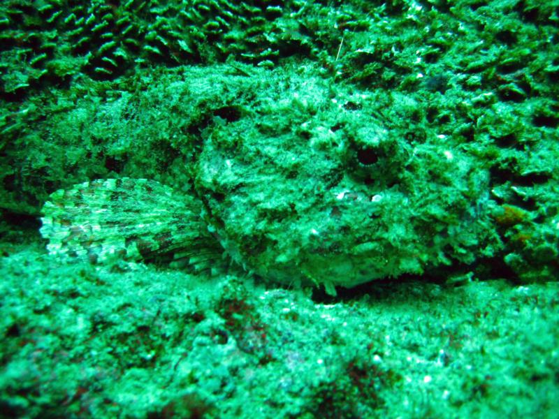 Stone Scorpionfish Cabo San Lucas