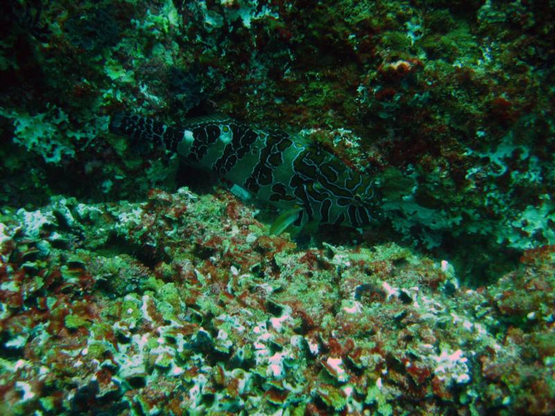 Giant Hawkfish Cabo San Lucas