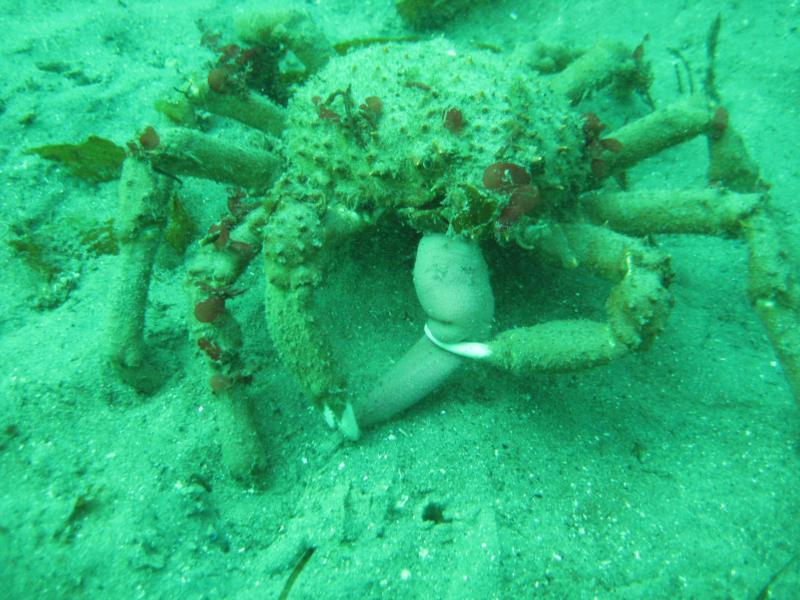 Monterey Bay Crab