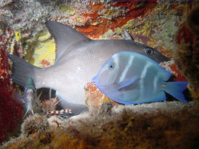 Group Living, Bahamas