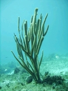 Lone Underwater Cactus
