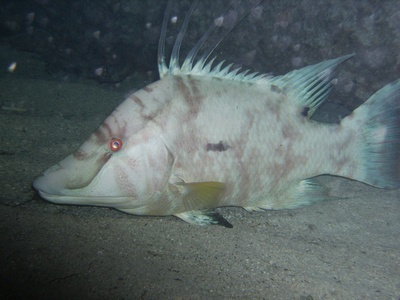 Here Piggy Piggy, Hogfish!
