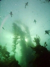 Kelp Forest