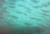 SHARk! Off the General Sherman, Little River, SC