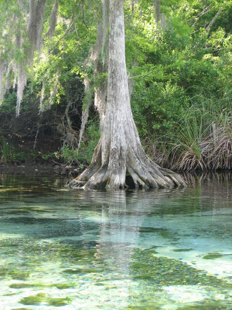 Weeki Wachee river, Fl.