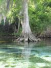 Weeki Wachee river, Fl.