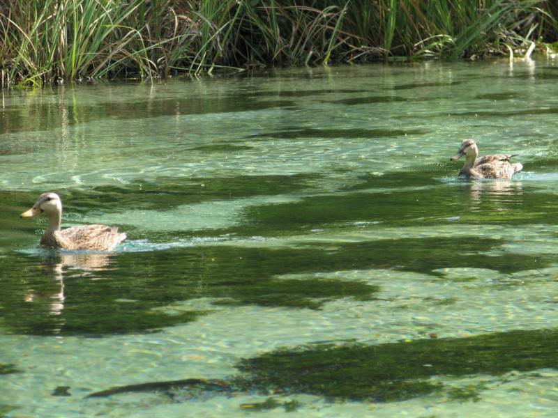 Weeki Wachee river, Fl.