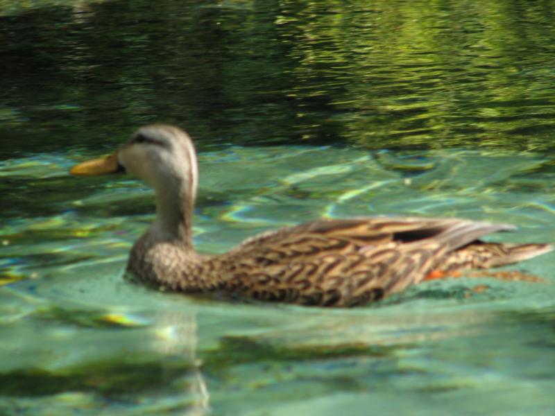 Weeki Wachee river, Fl.