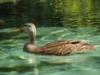 Weeki Wachee river, Fl.