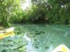 Weeki Wachee river, Fl.