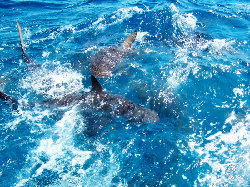 reef sharks, Bahamas