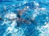 reef sharks, Bahamas