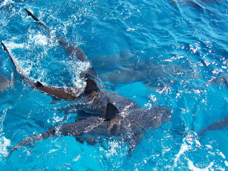 reef sharks, Bahamas