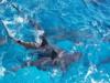 reef sharks, Bahamas