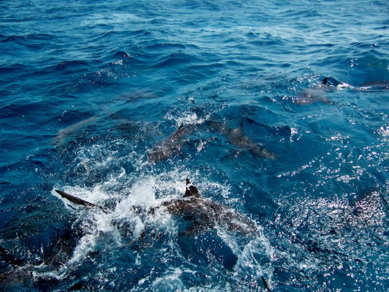 reef sharks, Bahamas