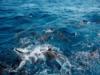 reef sharks, Bahamas