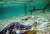 reef shark and ray, Exumas