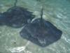 stingrays in shallow water, Bahamas