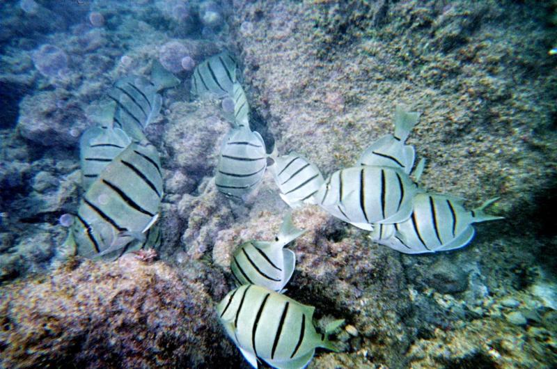 convict tangs, Kauai