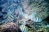 convict tangs, Kauai