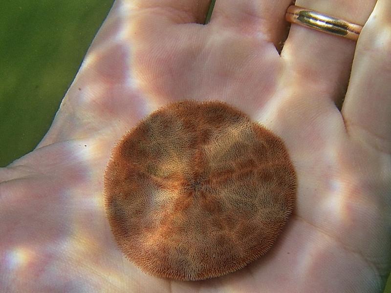 sand dollar, Prince Edward Island