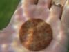 sand dollar, Prince Edward Island