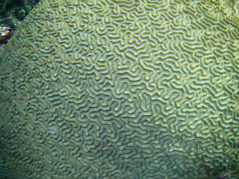 brain coral, Jamaica