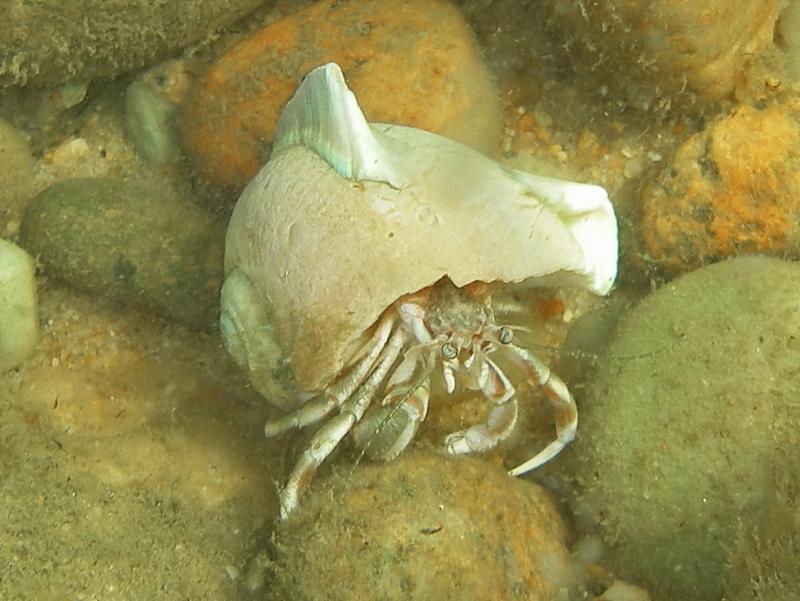 hermit crab, Martha’s Vineyard