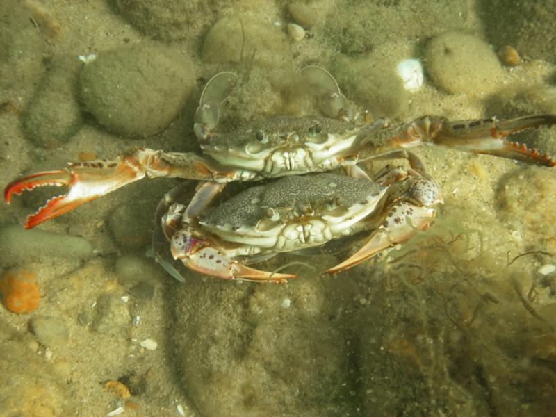 "Do you mind?!" Crabs, Martha’s Vineyard
