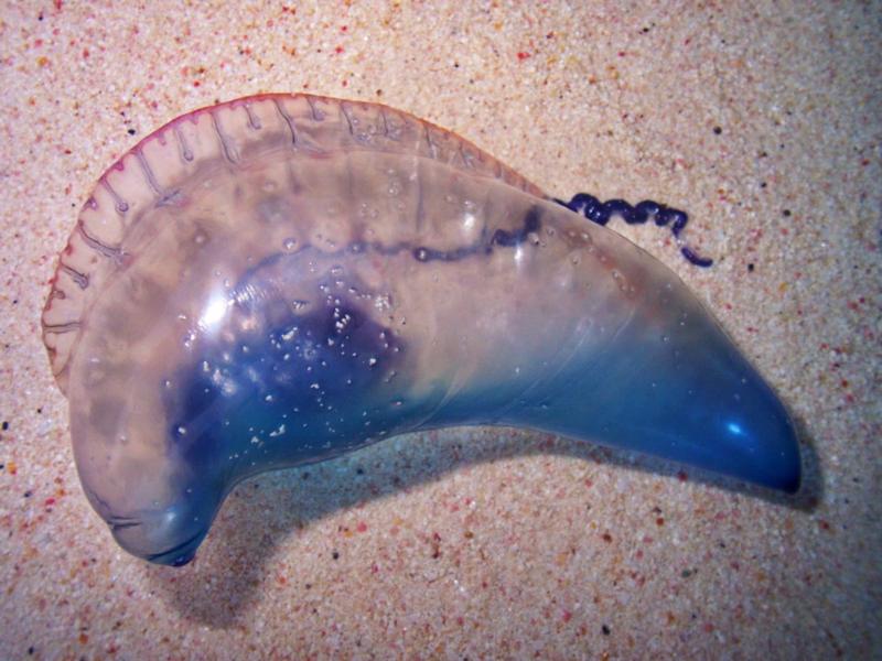 Portuguese man-o-war, Bermuda